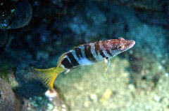    Mareste fotografia 

WeDive - Grecia 2016