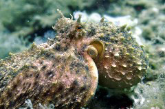    Mareste fotografia 

WeDive - Grecia 2016