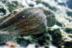    Mareste fotografia 

WeDive - Grecia 2016