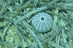    Mareste fotografia 

WeDive - Grecia 2016