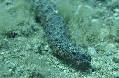    Mareste fotografia 

WeDive - Grecia 2016