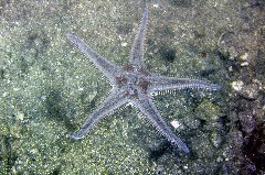    Mareste fotografia 

WeDive - Grecia 2016