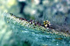    Mareste fotografia 

WeDive - Grecia 2016