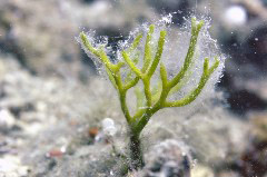    Mareste fotografia 

WeDive - Grecia 2016