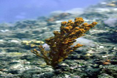    Mareste fotografia 

WeDive - Grecia 2016