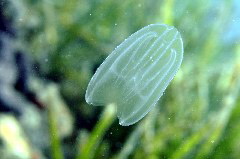    Mareste fotografia 

WeDive - Grecia 2016