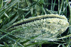    Mareste fotografia 

WeDive - Grecia 2016