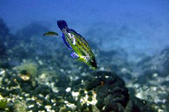    Mareste fotografia 

WeDive - Grecia 2016