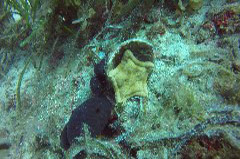    Mareste fotografia 

WeDive - Grecia 2016