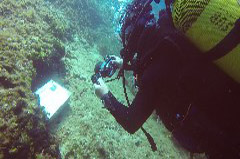    Mareste fotografia 

WeDive - Grecia 2016