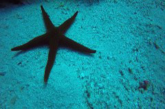    Mareste fotografia 

WeDive - Grecia 2016