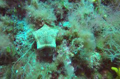    Mareste fotografia 

WeDive - Grecia 2016