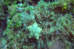    Mareste fotografia 

WeDive - Grecia 2016