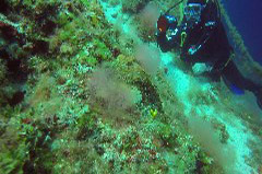    Mareste fotografia 

WeDive - Grecia 2016