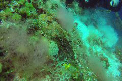    Mareste fotografia 

WeDive - Grecia 2016