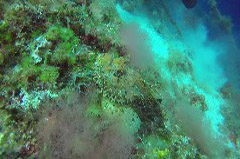    Mareste fotografia 

WeDive - Grecia 2016