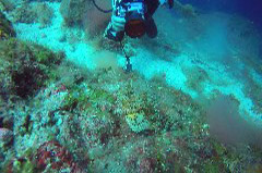    Mareste fotografia 

WeDive - Grecia 2016