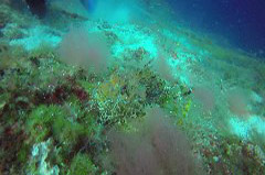    Mareste fotografia 

WeDive - Grecia 2016