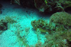    Mareste fotografia 

WeDive - Grecia 2016