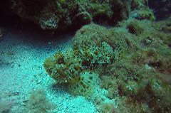    Mareste fotografia 

WeDive - Grecia 2016