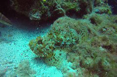    Mareste fotografia 

WeDive - Grecia 2016