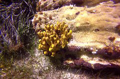    Mareste fotografia 

WeDive - Grecia 2016