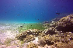    Mareste fotografia 

WeDive - Grecia 2016