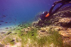    Mareste fotografia 

WeDive - Grecia 2016