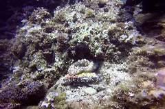    Mareste fotografia 

WeDive - Grecia 2016