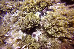    Mareste fotografia 

WeDive - Grecia 2016