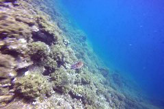    Mareste fotografia 

WeDive - Grecia 2016