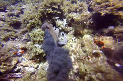    Mareste fotografia 

WeDive - Grecia 2016