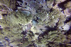    Mareste fotografia 

WeDive - Grecia 2016