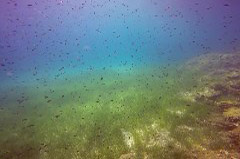    Mareste fotografia 

WeDive - Grecia 2016