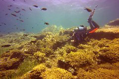    Mareste fotografia 

WeDive - Grecia 2016