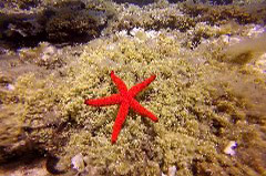    Mareste fotografia 

WeDive - Grecia 2016