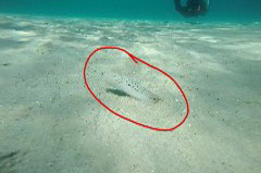    Mareste fotografia 

WeDive - Grecia 2016