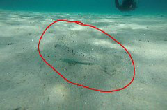    Mareste fotografia 

WeDive - Grecia 2016