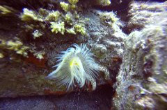    Mareste fotografia 

WeDive - Grecia 2016