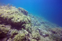    Mareste fotografia 

WeDive - Grecia 2016