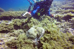    Mareste fotografia 

WeDive - Grecia 2016