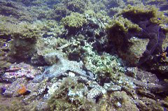    Mareste fotografia 

WeDive - Grecia 2016