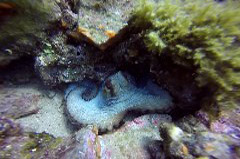    Mareste fotografia 

WeDive - Grecia 2016