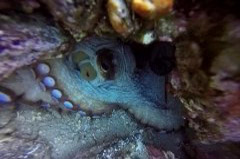    Mareste fotografia 

WeDive - Grecia 2016