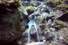    Mareste fotografia 

WeDive - Grecia 2016