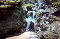    Mareste fotografia 

WeDive - Grecia 2016