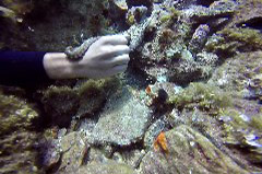    Mareste fotografia 

WeDive - Grecia 2016