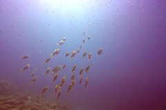    Mareste fotografia 

WeDive - Grecia 2016