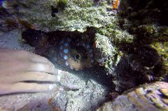    Mareste fotografia 

WeDive - Grecia 2016