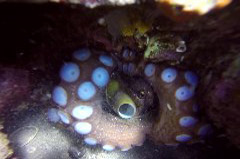    Mareste fotografia 

WeDive - Grecia 2016